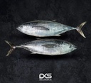 Fresh Yellow Fin Tuna (3kg-5kg)