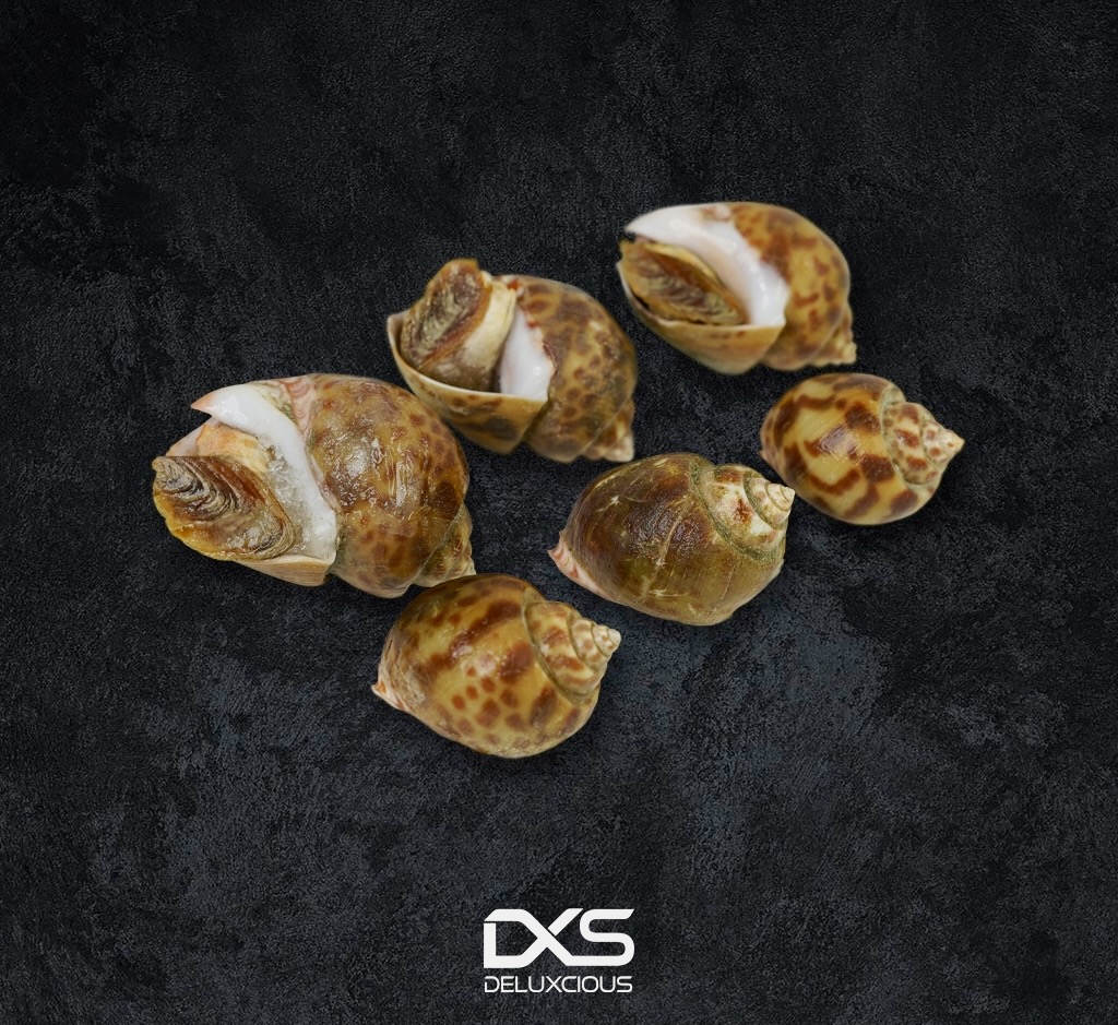 Frozen SeaShell Naticidae (1kg/Pack)