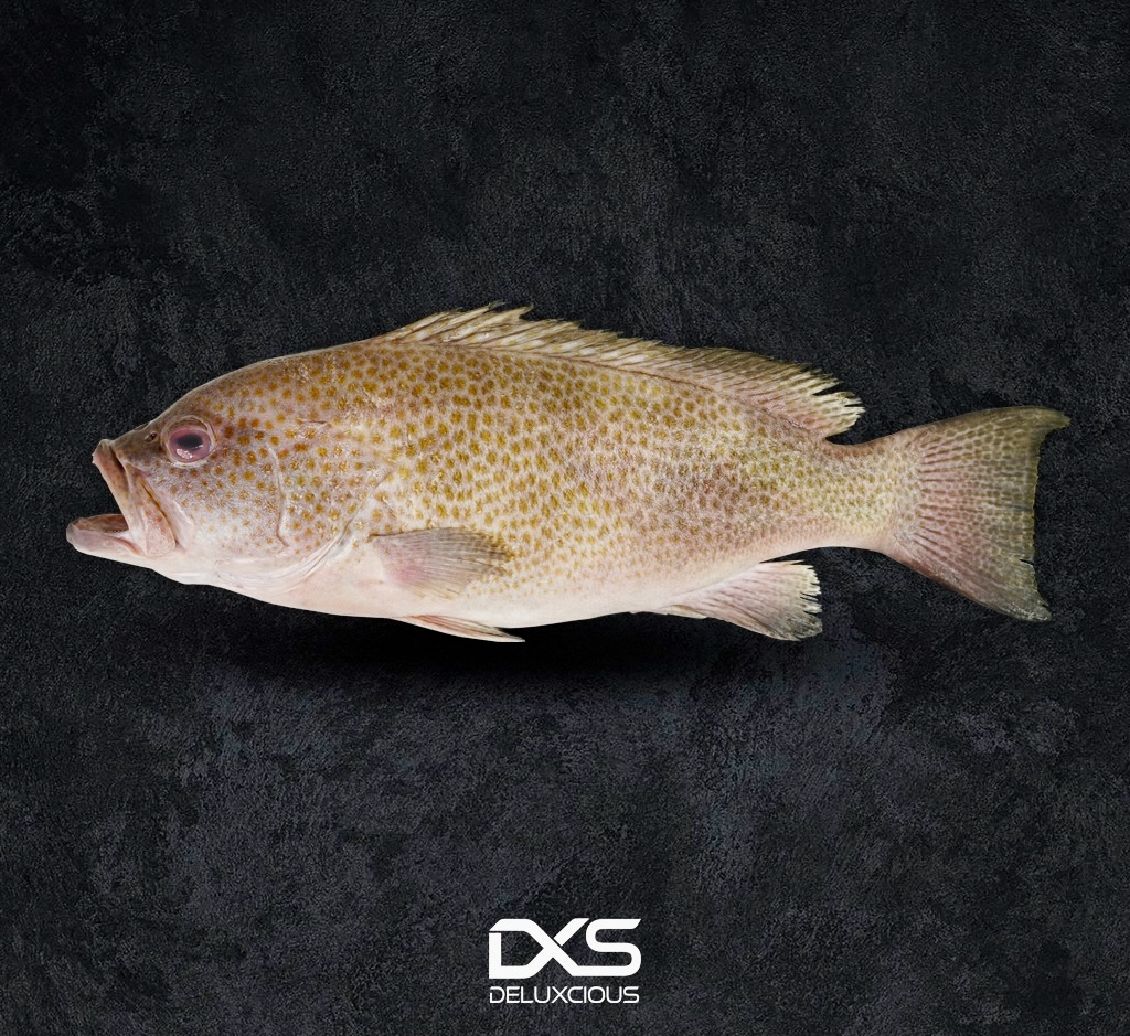 Fresh Grouper Small (800g-1kg)