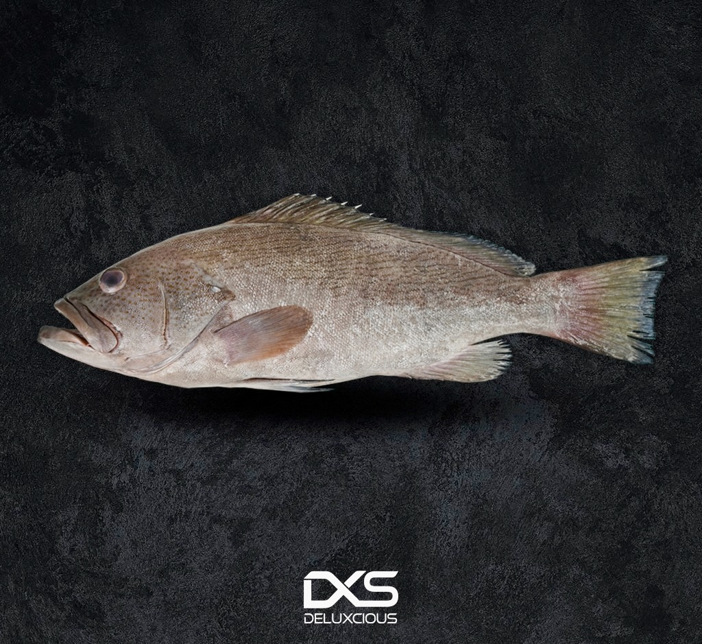Fresh Grouper Big (3kg-4kg)