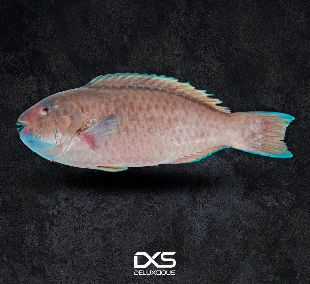 Fresh Parrot Fish (2kg-3kg)
