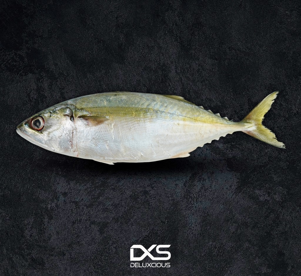Fresh Indian Mackerel (350g-500g)