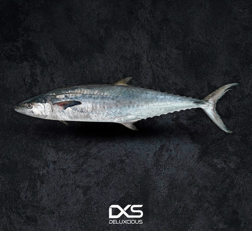 Fresh King Fish