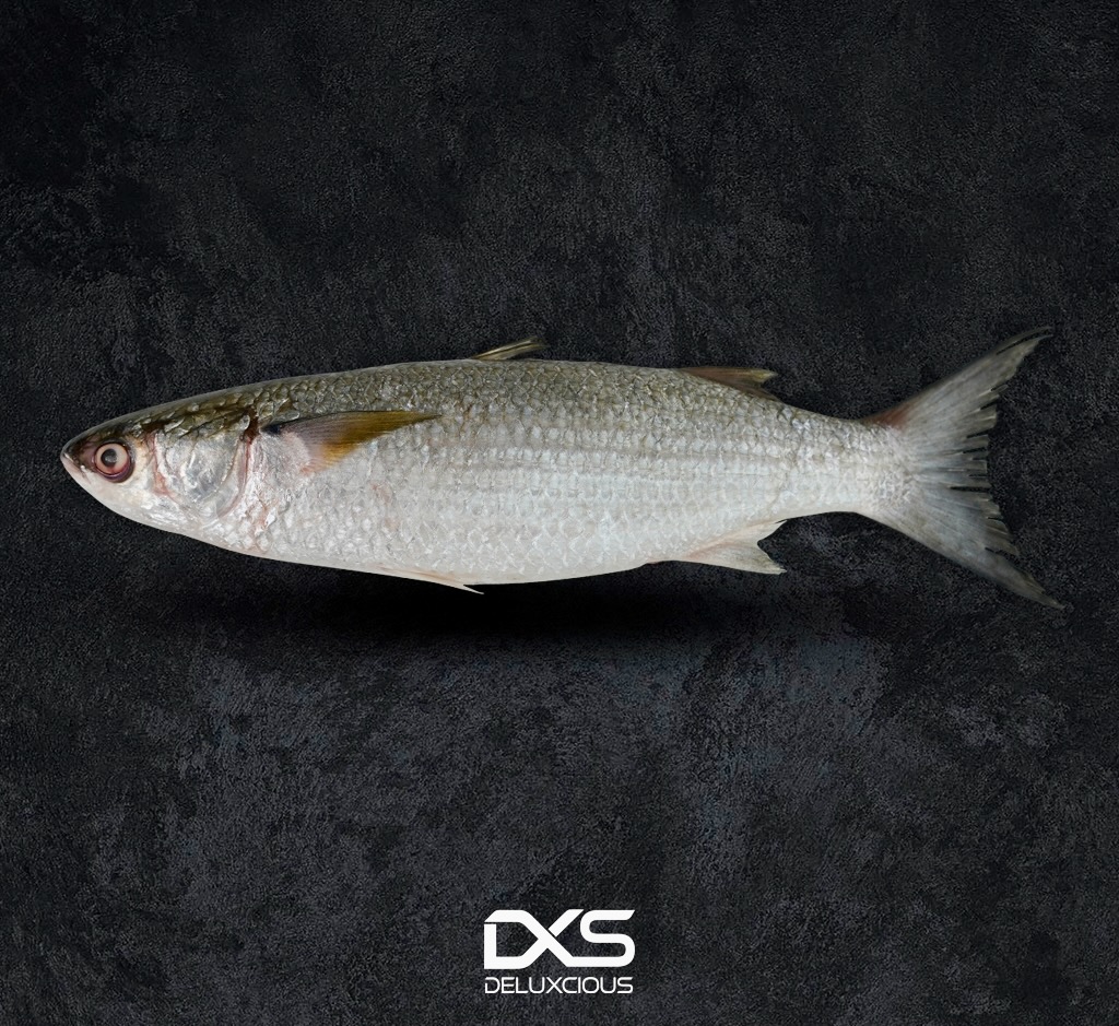Fresh Grey Mullet (600g-700g)