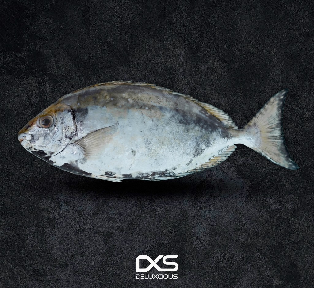 Fresh Rabbit Fish (500g-700g)