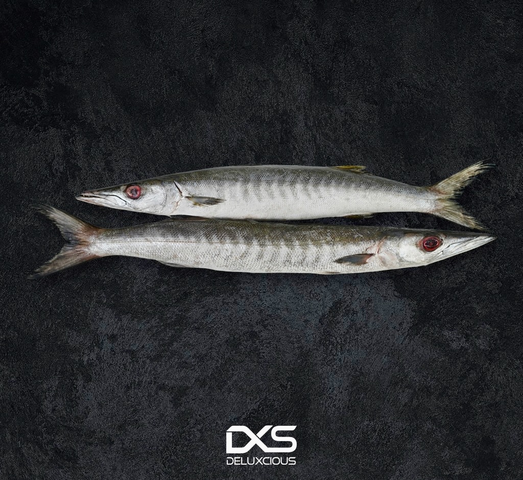 Fresh Barracuda Fish