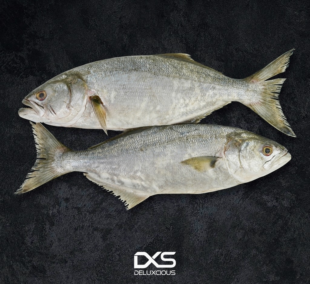 Fresh Blue Fish (1kg-1.2kg)