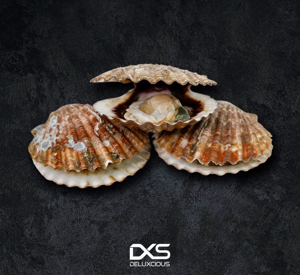 Fresh Sea Shell (300g-2.5kg)