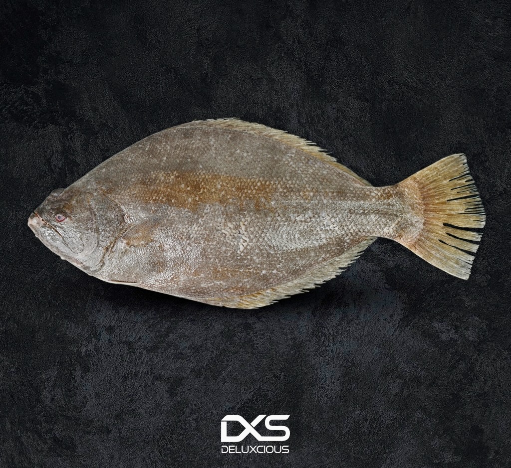 Fresh Indian Halibut Fish