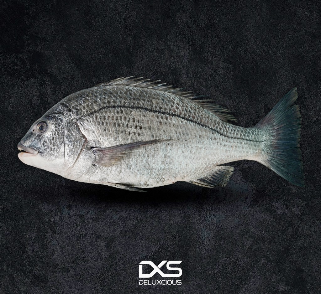 Fresh Sobaity Bream Fish