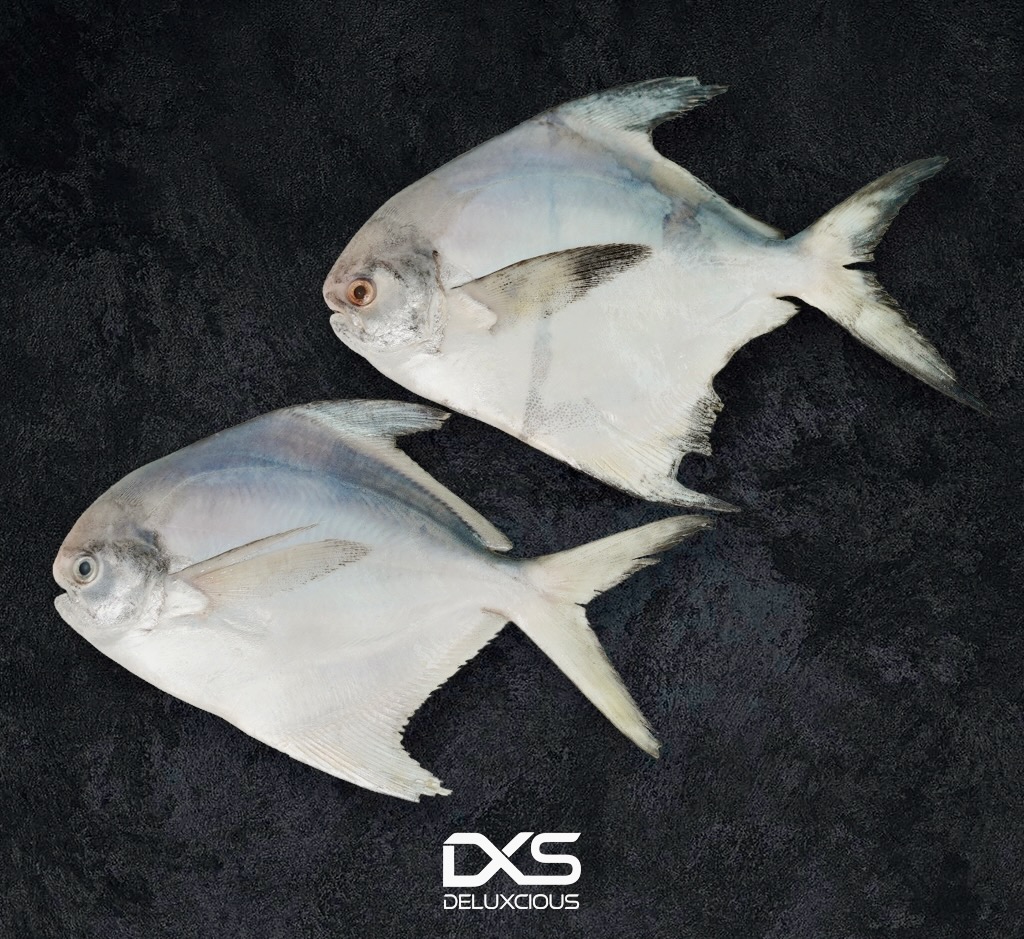 Fresh White Pompret Fish