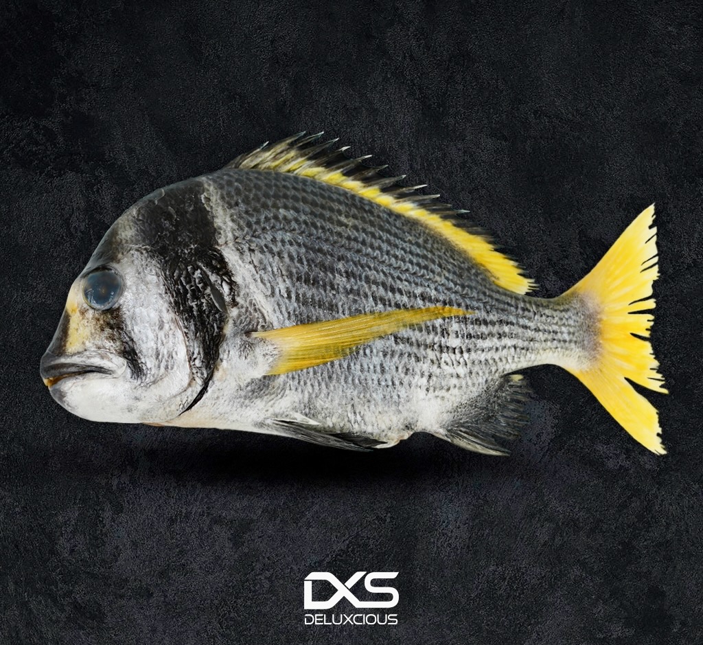 Fresh Double Bar Seabream