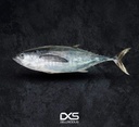 Fresh Yellow Fin Tuna (4kg-5kg)