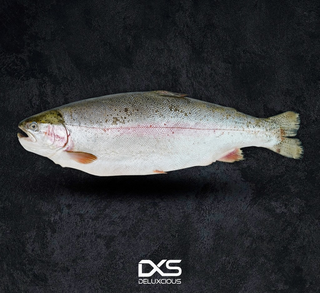 Fresh Whole Salmon Orange Norway (2kg-Up)