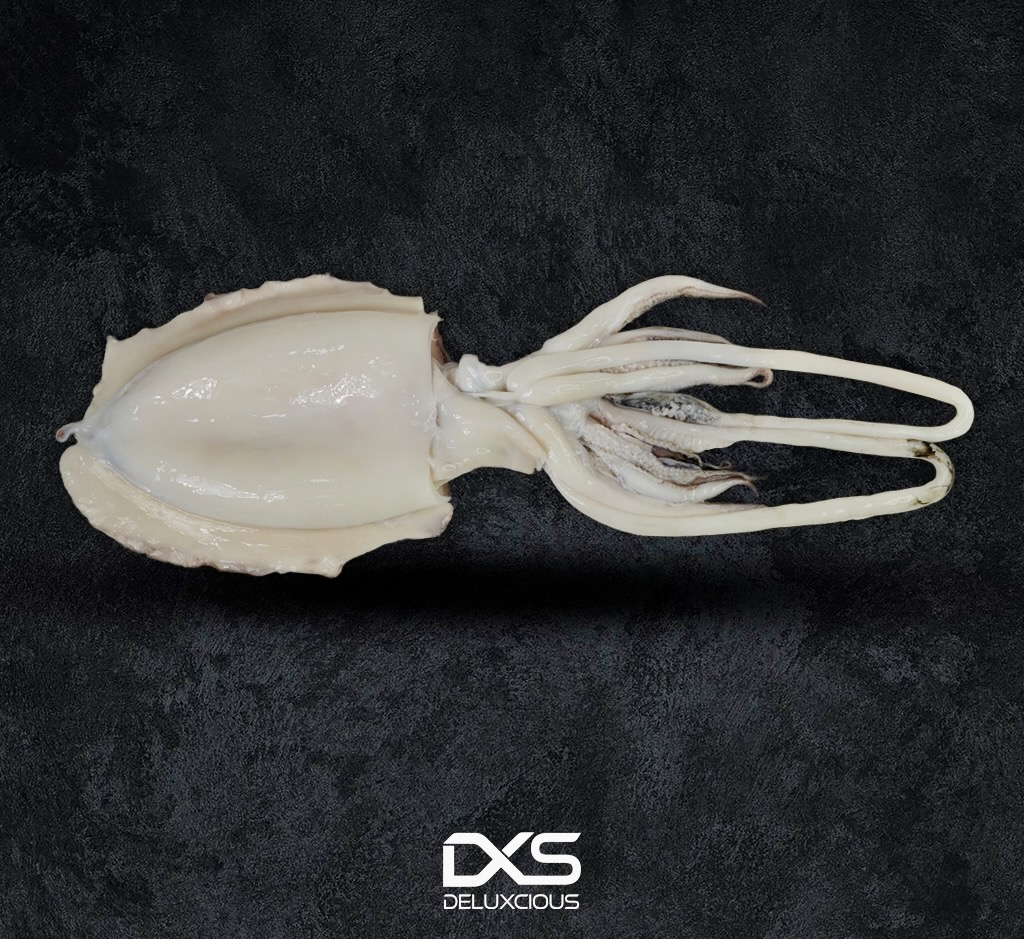 حبار طازج (٦٠٠ج-٨٠٠ج)