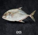 Fresh Trevally (1kg-1.5kg)