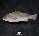 Fresh Grouper Fillet