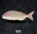 سلطان ابراهيم طازج