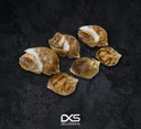 Fresh Sea Shell Naticidae (20g-70g)