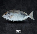 Fresh Rabbit Fish (500g-700g)