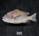 Fresh Blubberlip Snapper (3kg-UP)