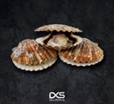 Fresh Sea Shell (300g-2.5kg)