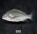 Fresh Sobaity Bream Fish
