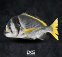 Fresh Double Bar Seabream